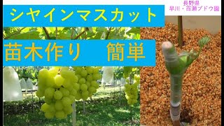 シャインマスカット接木苗の作り方【初心者向】早川・百瀬ブドウ園