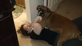 Woman viciously mauled by boxer dog! Resimi