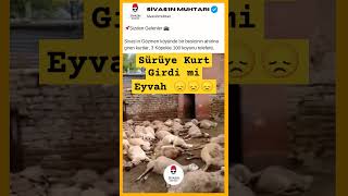 Sürüye Kurt Girdi Mi Iflah Olmaz Mahveder Köpekler Bile Karşı Koyamaz Resimi