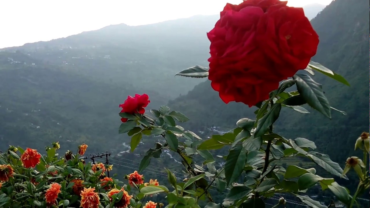 Cultivation of Rose Flower at Uttarakhand,India YouTube