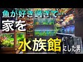 【ルームツアー】魚が好きすぎて…自宅を水族館にした男の家‼ aquarium アクアリウム 熱帯魚 水槽 水草 流木 テラリウム 熱帯植物 海水水槽 ビカクシダ