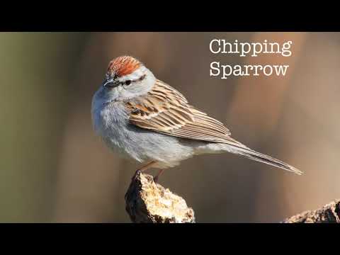Sounds Of Nature - Chipping sparrow - Bird Calls