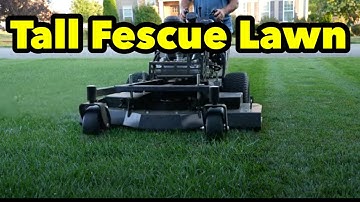 Turf Type Tall Fescue Lawn Update How