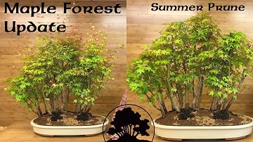 Maple Forest Update (extension pruning) - Greenwood Bonsai
