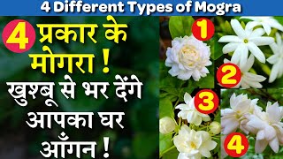 4 तरह के यह मोगरा || खुश्बू से भर देंगे आपका घर आँगन || 4 Different Types of Mogra