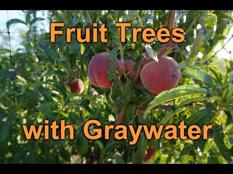 Video: Grijze Rot Van Steenfruitbomen