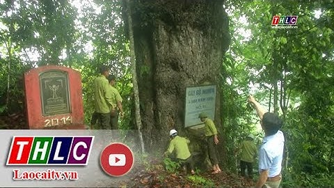 Tăng cường công tác quản lý bảo vệ rừng trong tháng cuối năm| THLC
