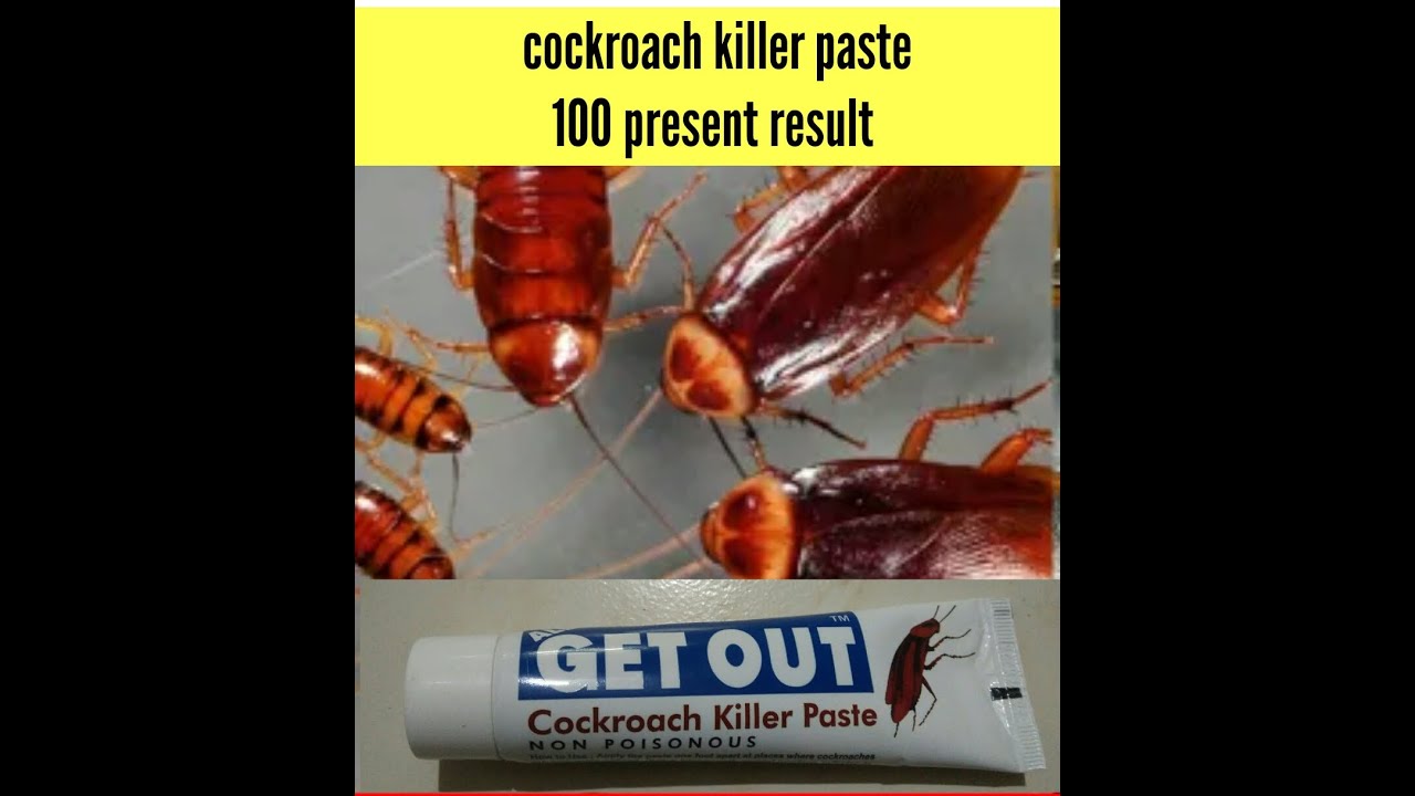 Cockroach killer paste very effective and 100 percent result. - YouTube