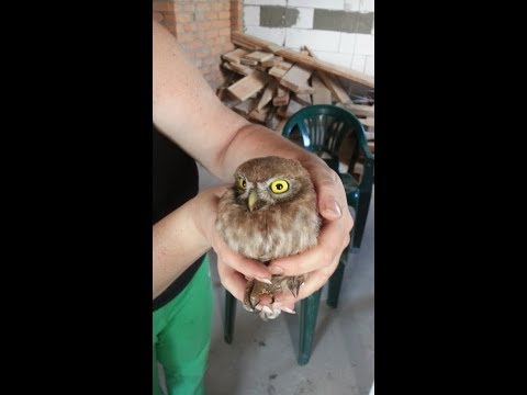 Video: How To Help A Found Owl