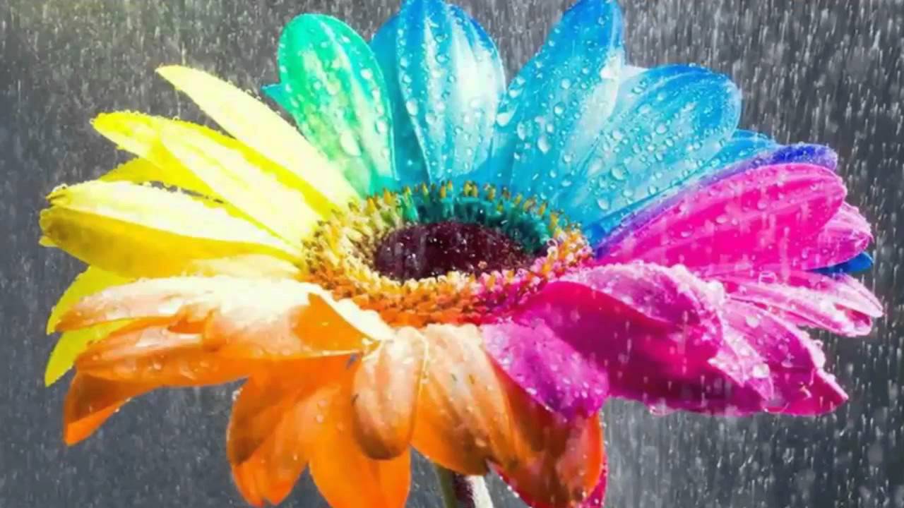 Most Beautiful Flowers Wallpapers 3D 1 - YouTube