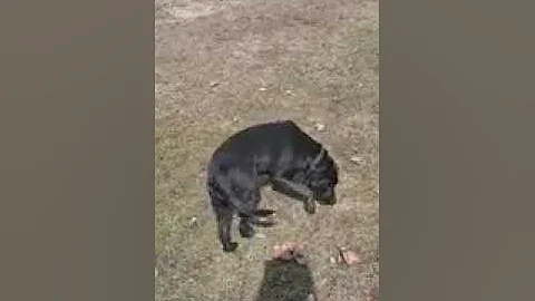 Cassie ball park walk around.  Kodi stayed at home