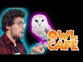 Owl Café in Tokyo!