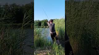 Bissanzeiger piept, Herz rast, und dann verlier ich ihn im Schilf! 😭🎣 Karpfen Fail #fishing #angeln