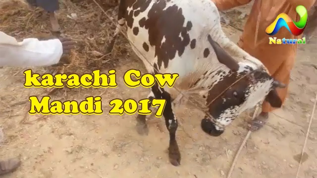 qurbani cow olx karachi Cow Mandi 2017 || Unloading Cow Mandi || Eid ul Adha 2017 Part - 6