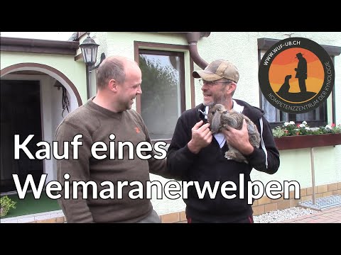 Sind Weimaraner Gute Außenhunde?