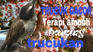 Download Lagu TRUCUK GACOR terapi ampuh buat burung trucukan apapun langsung bunyi MP3 Download Lagu TRUCUK GACOR terapi ampuh buat burung trucukan apapun langsung bunyi MP3