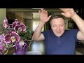 ОБЗОР самой ВОСТРЕБОВАННОЙ ОРХИДЕИ хотелки ЗА этой орхидеей стоят в ОЧЕРЕДИ