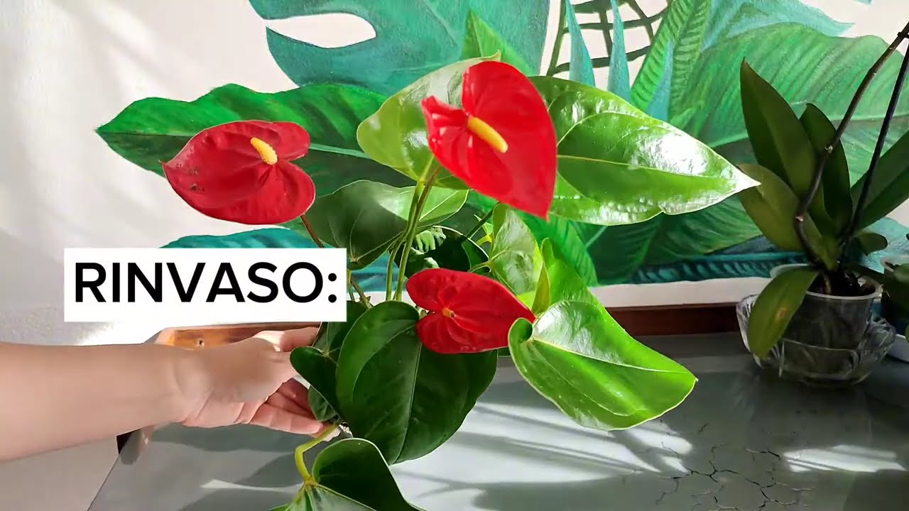 ANTHURIUM✨✅ rinvaso e come curare questa pianta d'appartamento(tutorial semplice per tutti)#viral