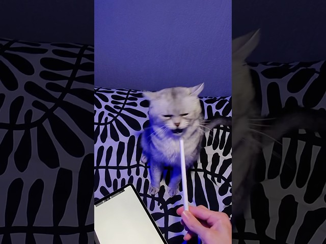 DeksyTheCat