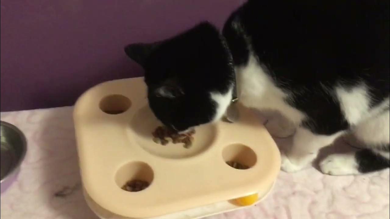 Chat mignon qui parle dans son propre langage avec son miaulement pour