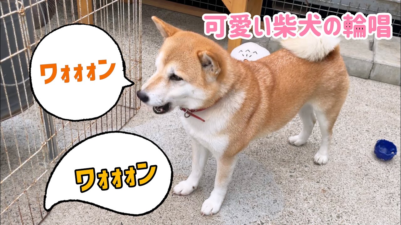 柴犬親子のおねだり輪唱が可愛いすぎw Youtube 柴犬親子のおねだり輪唱が可愛いすぎw Youtube