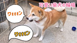 柴犬親子のおねだり輪唱が可愛いすぎw
