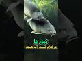 کپورها در کدام قسمت آب هستند آموزش ماهیگیری   کپور  ماهیگیری با قلاب کپورگیری