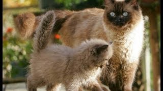 Animal Planet  :  Cats 101 ~ Ragamuffin