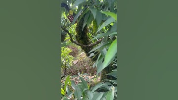 Đào tết chuẩn bị ra mắt chào xuân 2026#daotet #cây #bonsai #dao #dao #đaotet #daodep