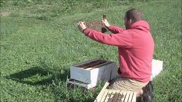 Honey Bee Hive Inspection and add a box