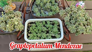 Graptopetalum #Mendozae, Care and Propagation | Bikolanahardinera