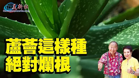 芦荟这样种，绝对烂根！ - 天天要闻