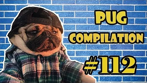 Pug Compilation 112 - Funny Dogs but only Pug Videos | Instapugs