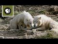 Wolf Pups Nursed by Two Mothers