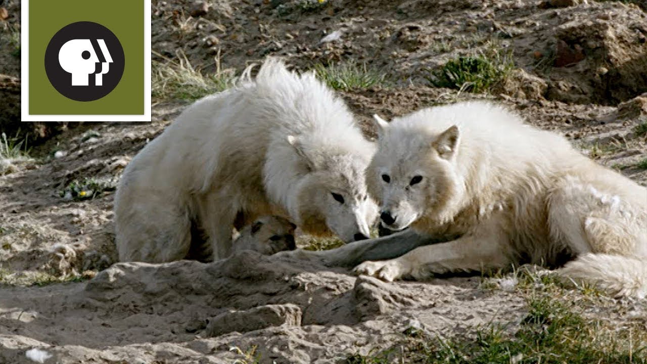 Arctic Wolf Pack With Pups
