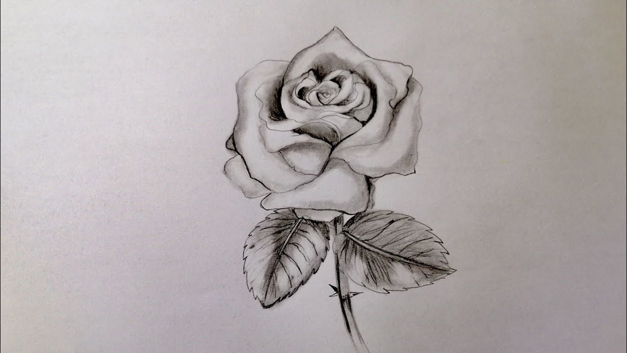How to draw a Rose | How to draw a Rose With Pencil Shading - YouTube