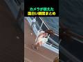 カメラが捉えた面白い瞬間まとめ🤣