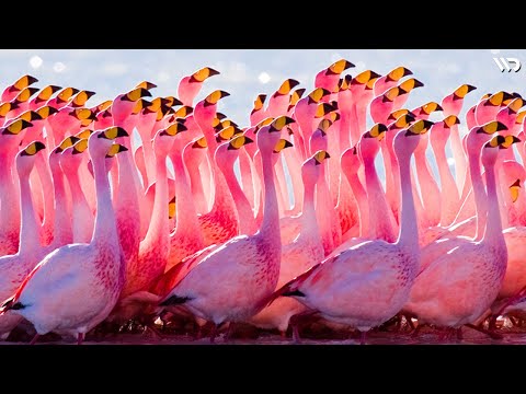 Video: Mengapa flamingo berwarna merah jambu?