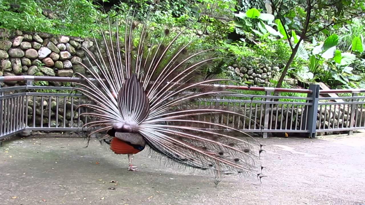 maxresdefault.jpg?sqp=-