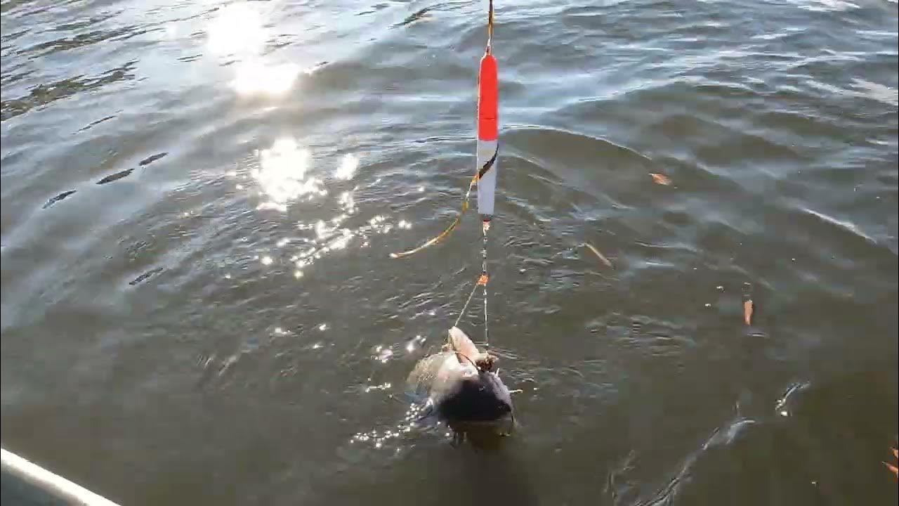 Catfish King of the Occoquan Episode 28 YouTube