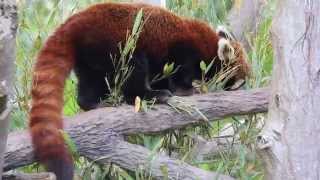 The Adorably Cute Red Panda