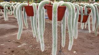 The Strangest Plants You’ll Ever See in Your Life