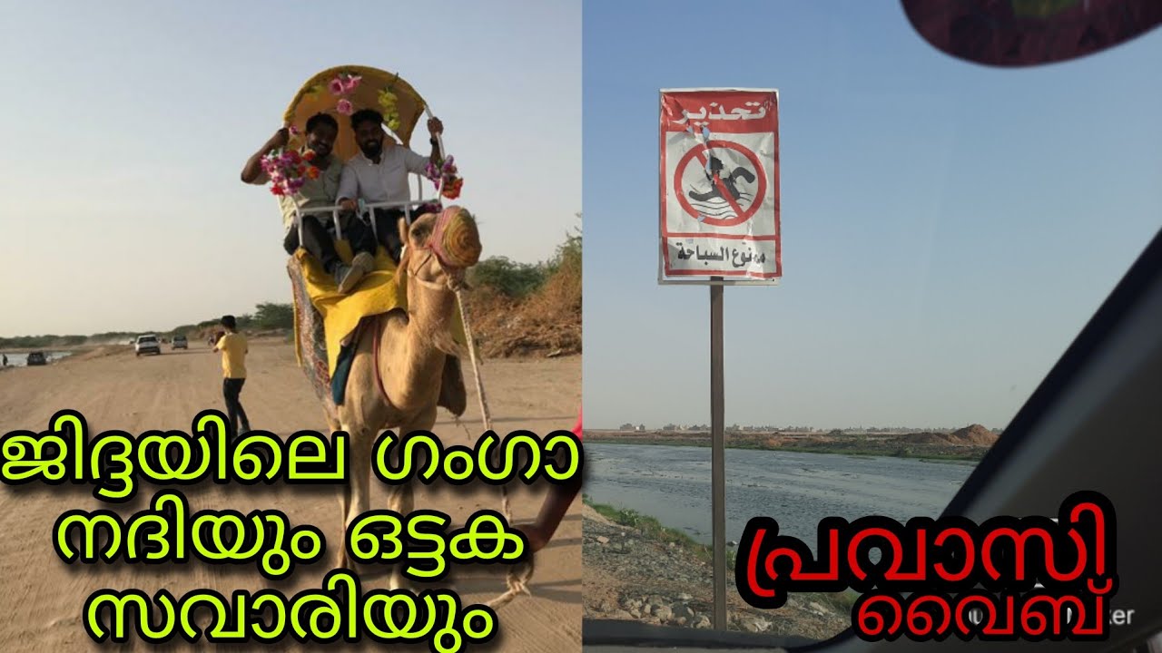 ജിദ്ദയിലെ ഗംഗാനദി തീരത്തിലൂടെ ഒരു ഒട്ടക സവാരി  jedda camel safari🤩#