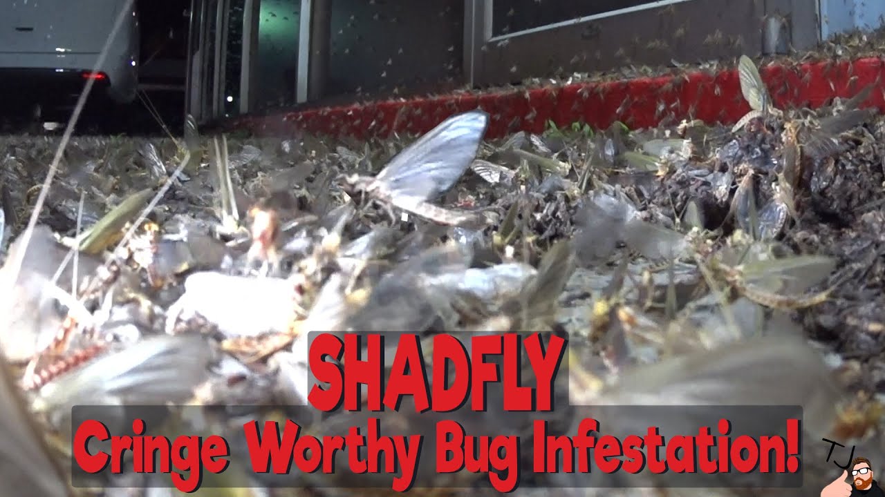 What is a Shadfly, Mayfly, Fishfly and Where Do They Come From? 