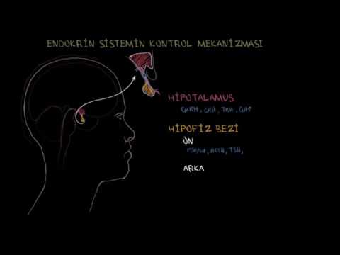 Hipotalamus ve Hipofiz Bezi (Sağlık ve Tıp) (Endokrin Sistemi)