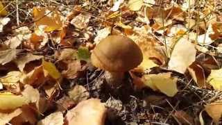 видео Leccinum scabrum, Подберезовик обыкновенный