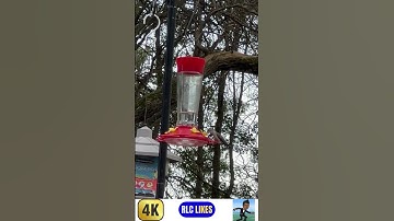 Baby Ruby Throated Hummingbird Fearless of other birds Short #shorts