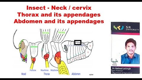 Insect body organization - Neck, thorax and abdomen