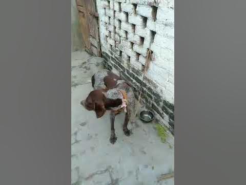 Jarman Pointer - YouTube