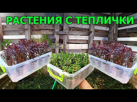 Видео: Выращивание растений в теплице - Подходящие растения для выращивания в теплице